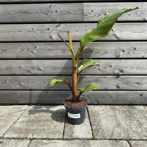 Ensete ventricosum (Banánovník červený) ‘MAURELII’ - kont. C1.5L/C3L, výška: 50-70 cm